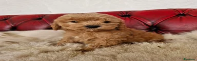 Schnoodle 1