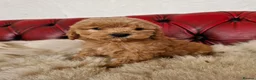 Schnoodle dogs for sale: SCRUMPTOUS BUNDLES OF FLUFF - Advert 6