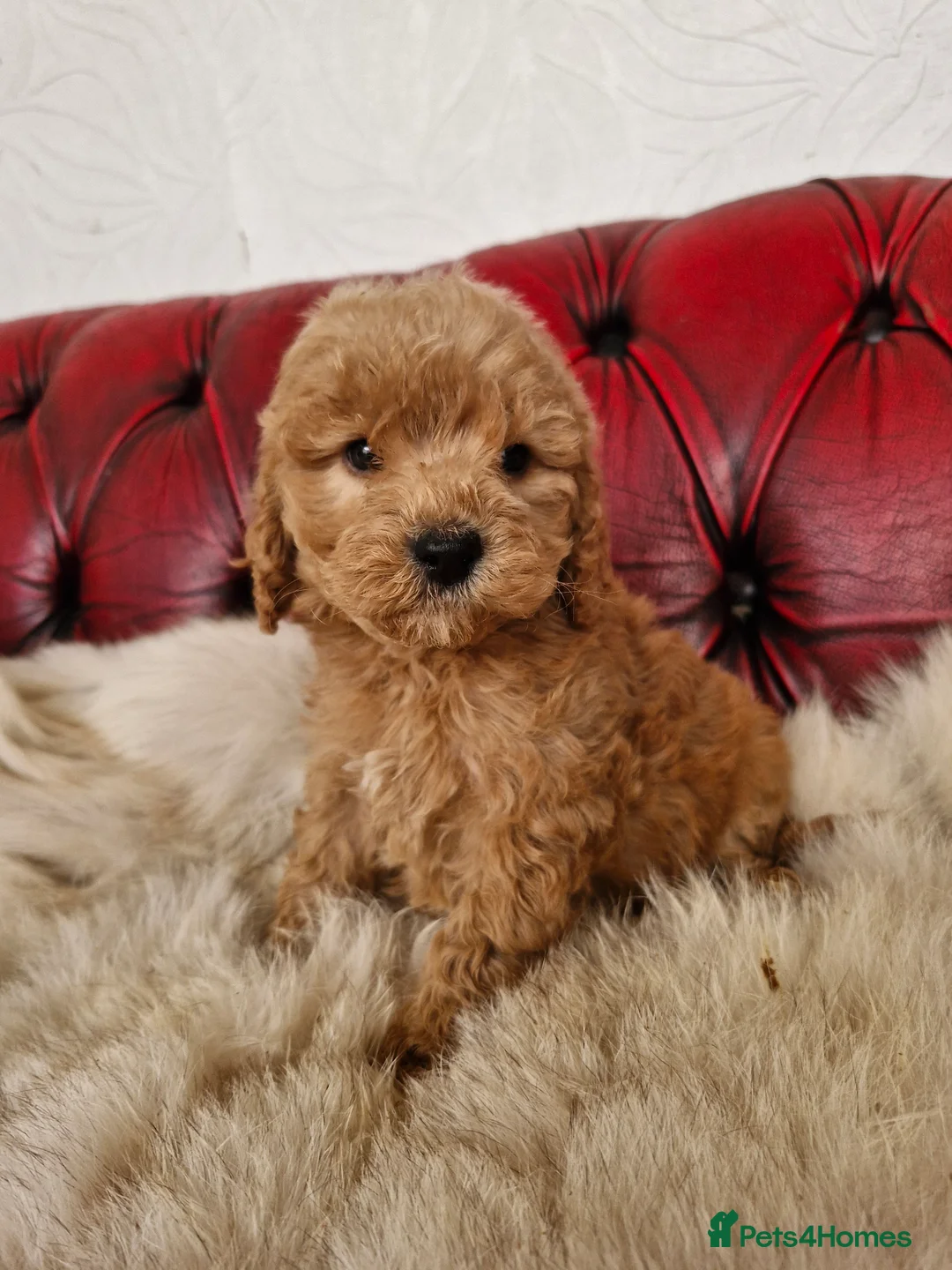 Schnoodle dogs for sale: SCRUMPTOUS BUNDLES OF FLUFF - Advert 6