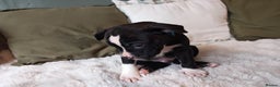 Mixed Breed dogs for sale: Olde English Bulldogge/Staffy Collie - Advert 24
