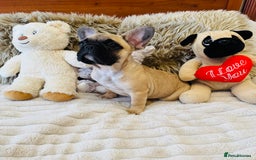French Bulldog dogs for sale: 🏆KC registered, Standard French Bulldog Puppies🏆 - Image 11