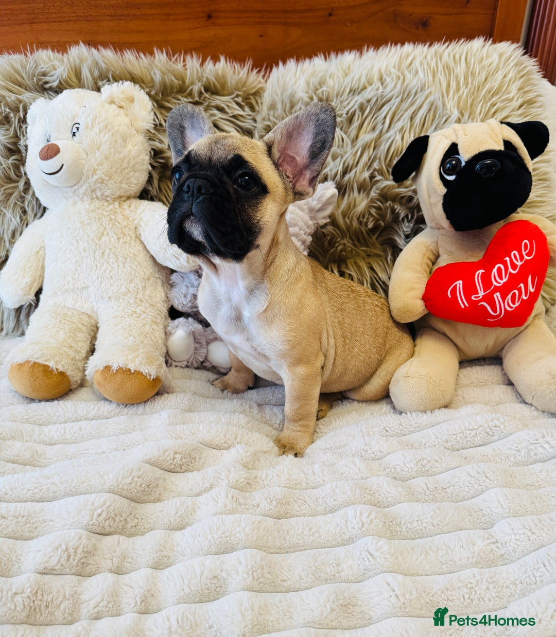 French Bulldog dogs for sale: 🏆KC registered, Standard French Bulldog Puppies🏆 - Image 11