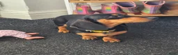 Dachshund dogs for sale: Two cousin Dachshunds - Advert 4
