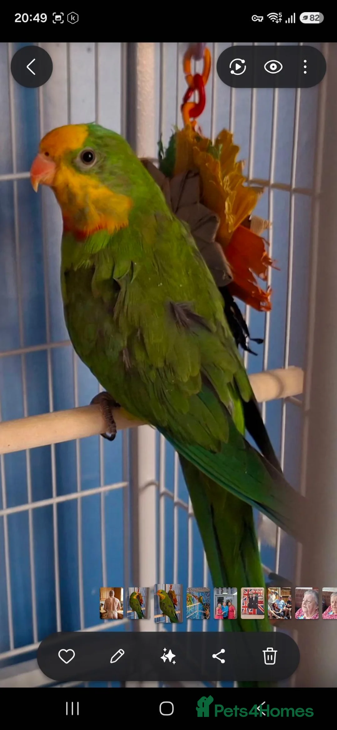 Parakeets birds for sale: PBFD positive Barraband Parakeet in Bexley - Advert 1