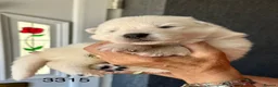 White Swiss Shepherd dogs for sale: Absolutely gorgeous  - Advert 5