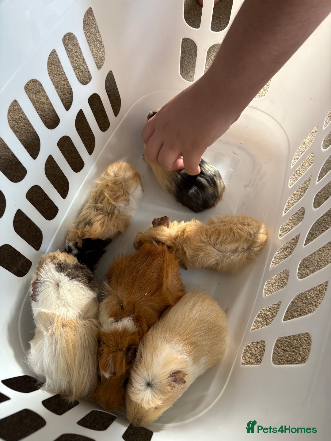 Guinea Pig rodents for sale: Male Guinea pigs for a good home  - Image 22