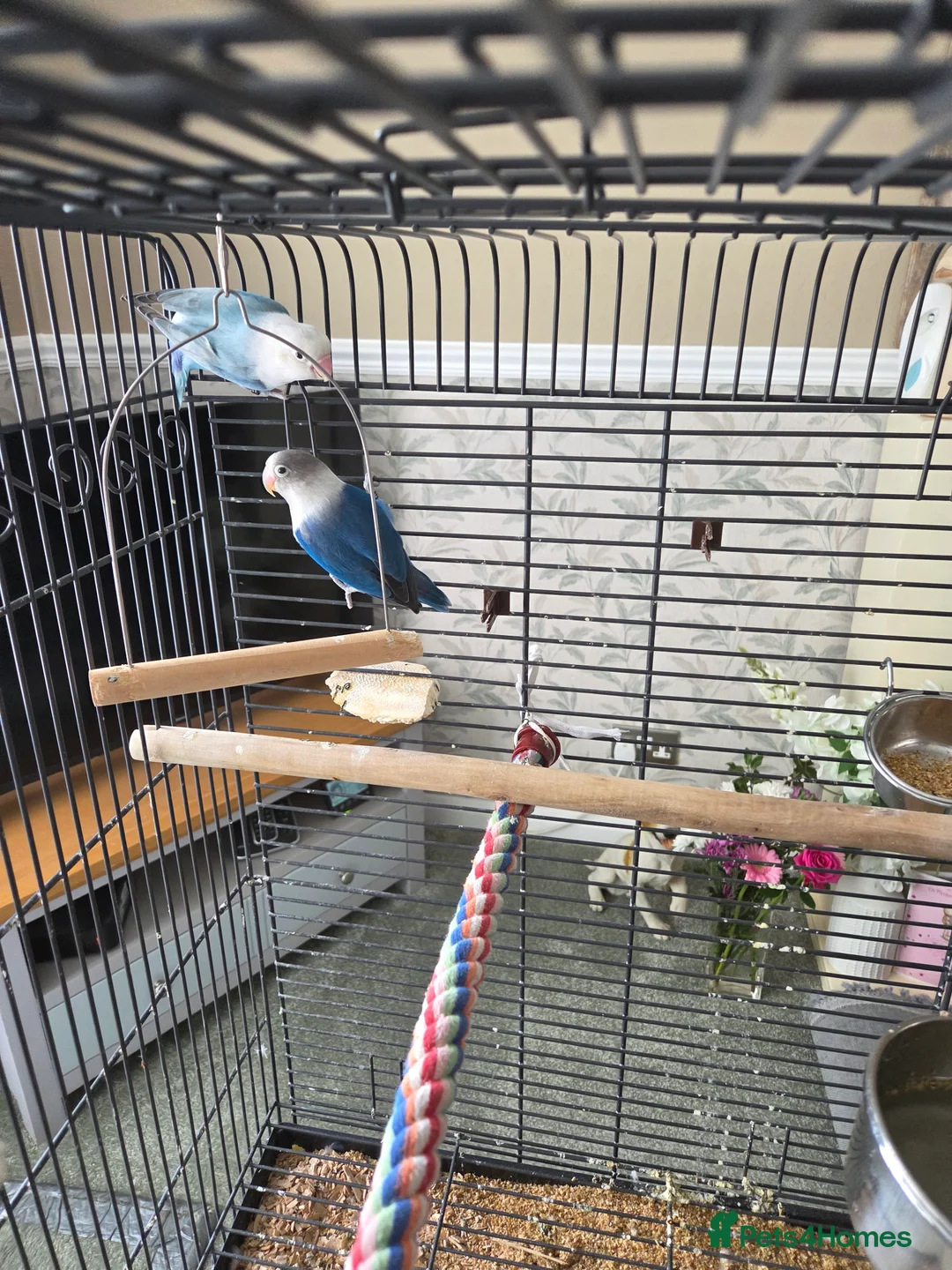 Lovebirds birds for sale: Mr and Mrs Lovebirds in Wakefield - Advert 1