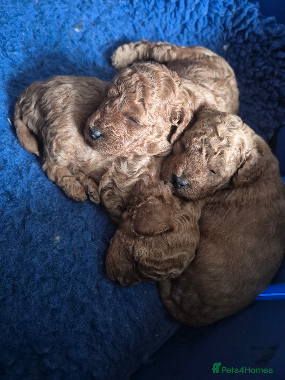 Miniature Poodle dogs for sale: KC Registered Red Miniature Poodle Puppies  - Image 7
