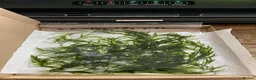 Catfish fish for sale: Aquarium fish, shrimp, and plants. WIDE selection - Advert 6