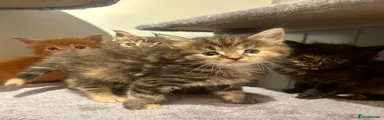Ragcoon 3