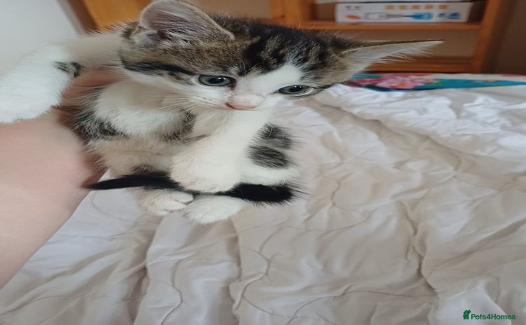 Mixed Breed cats - Advert 12