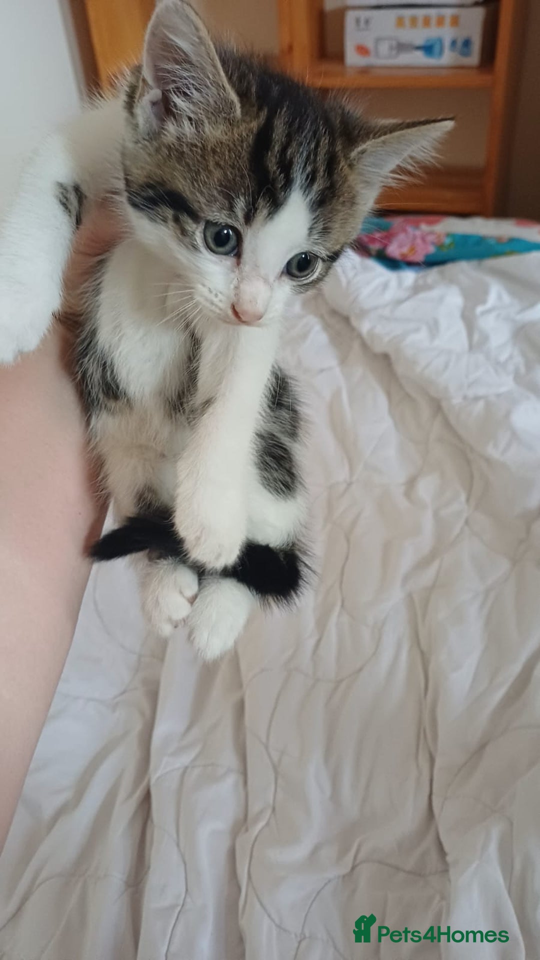 Mixed Breed cats for sale: Kitty  - Image 1