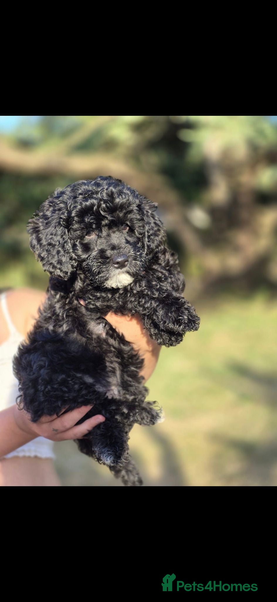 Lhasapoo dogs Ready to Leave Gorgeous Lhachon/Poodle - Advert 1