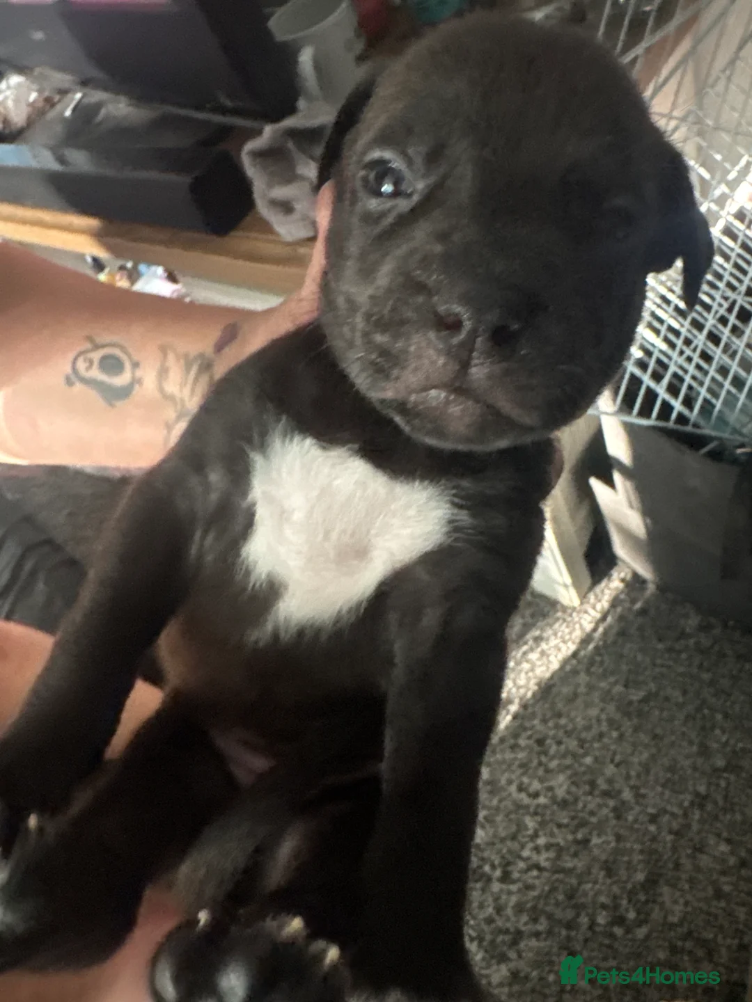 Mixed Breed dogs for sale: Staffy x Corso x Shepherd  - Advert 2