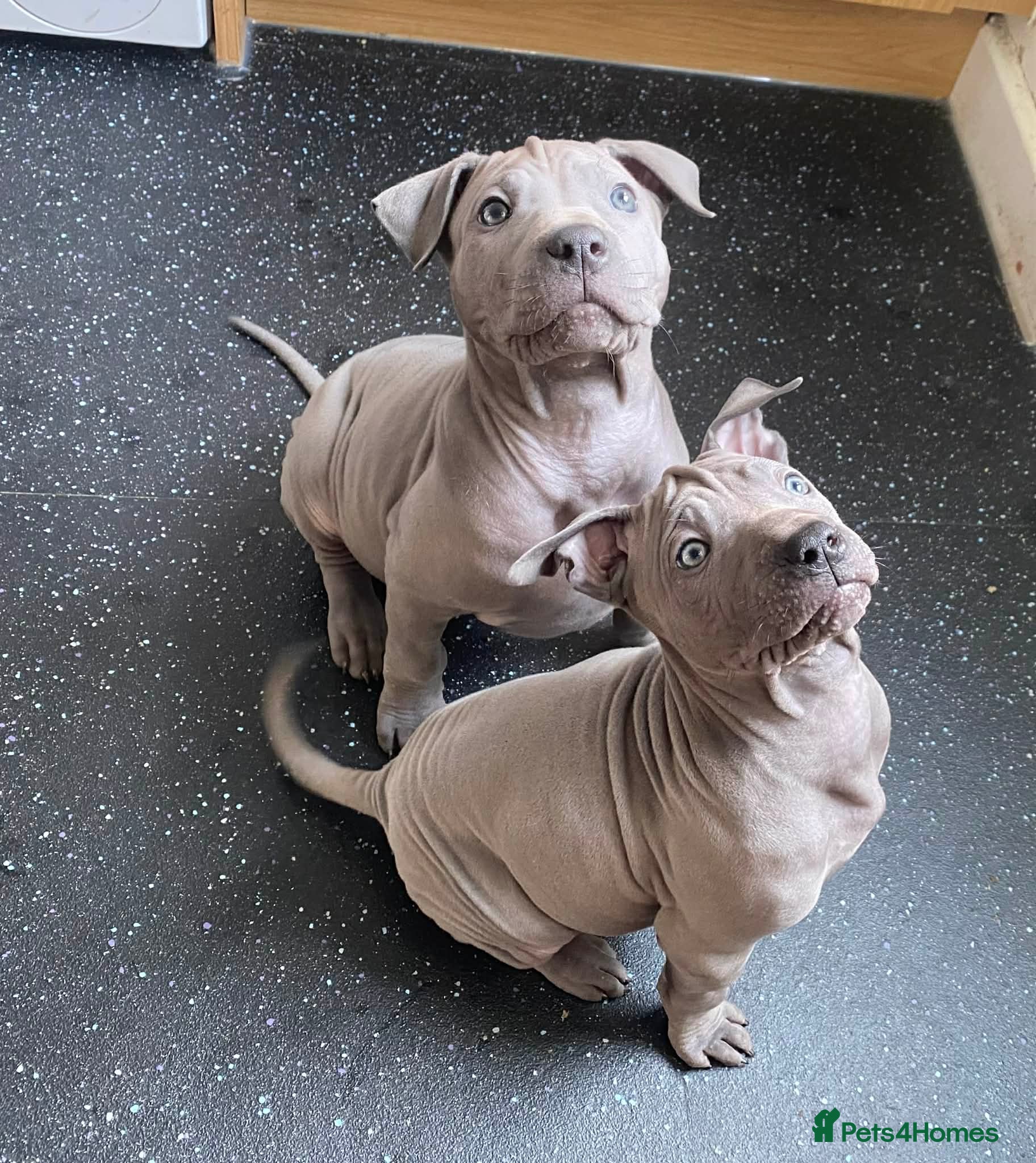 Thai Ridgeback dogs (Only one available)Thai Ridgeback puppy’s 🏆 - Advert 1