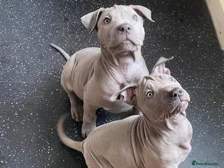 Thai Ridgeback dogs (Only one available)Thai Ridgeback puppy’s 🏆 - Advert 1