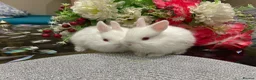 Netherland Dwarf rabbits for sale: Pure Netherland Dwarfs - Advert 3