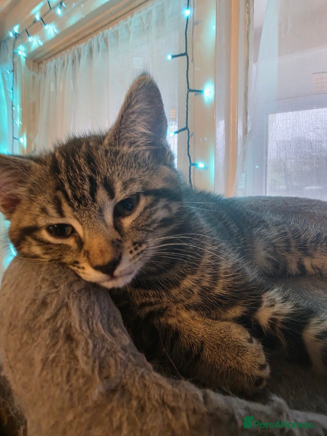 British Shorthair cats for sale: 2 Male Kittens - Advert 2