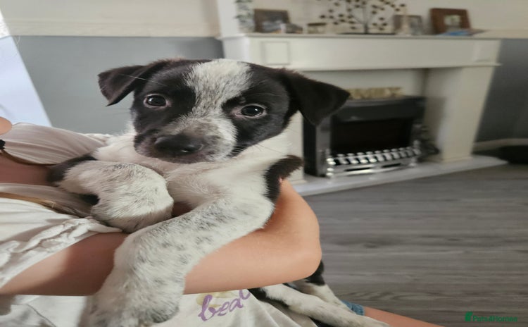 Mixed Breed dogs - Advert 2
