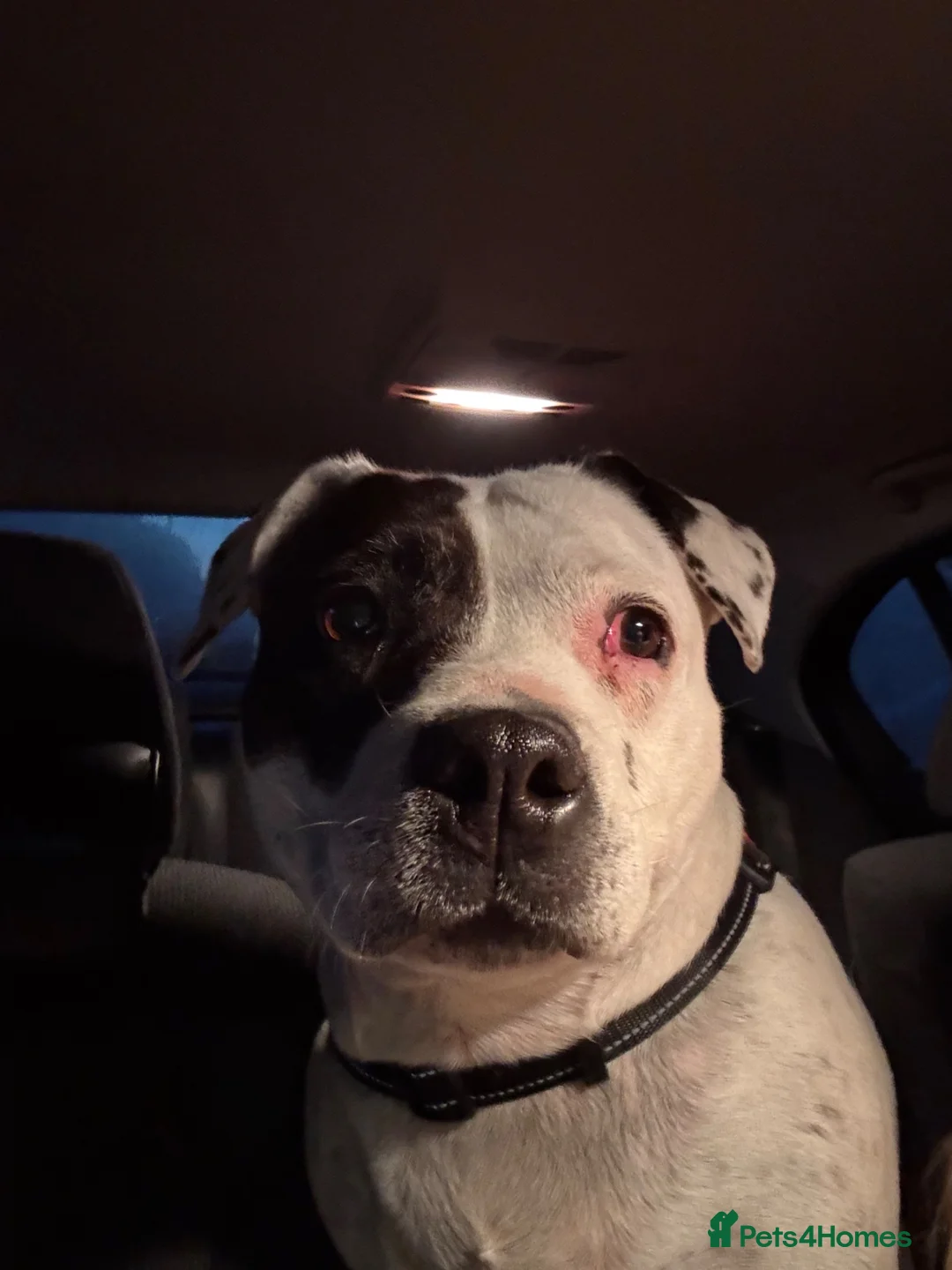 Mixed Breed dogs for sale: Narla  - Advert 2