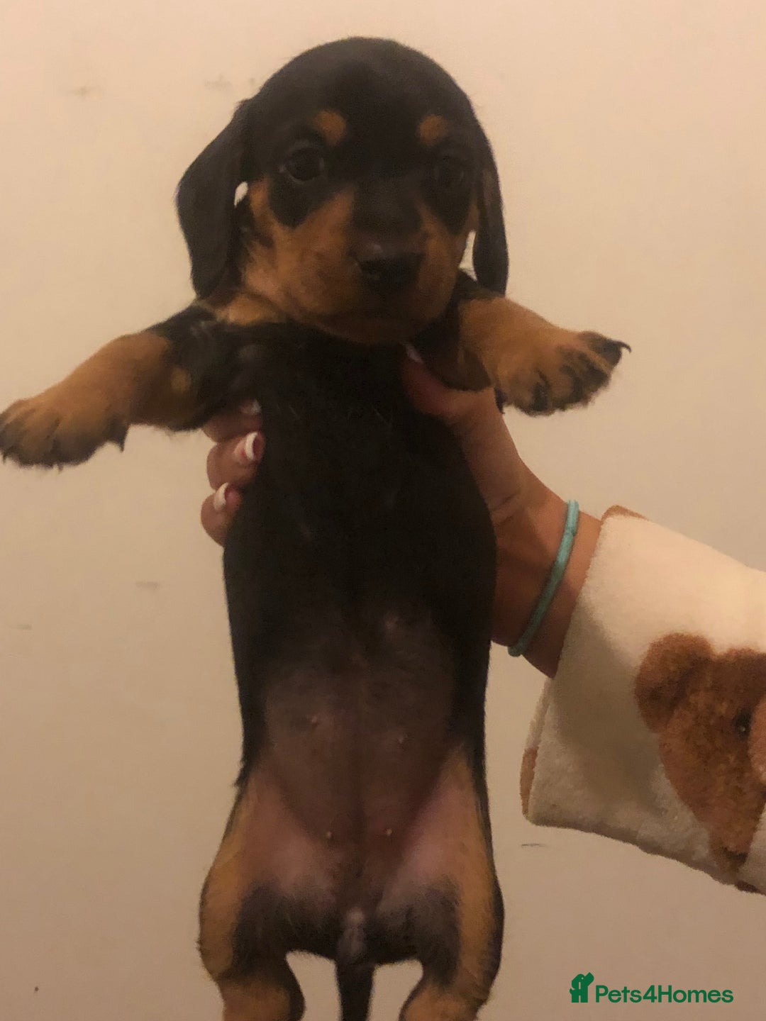 Dachshund dogs for sale: Dachshund puppies  - Image 4