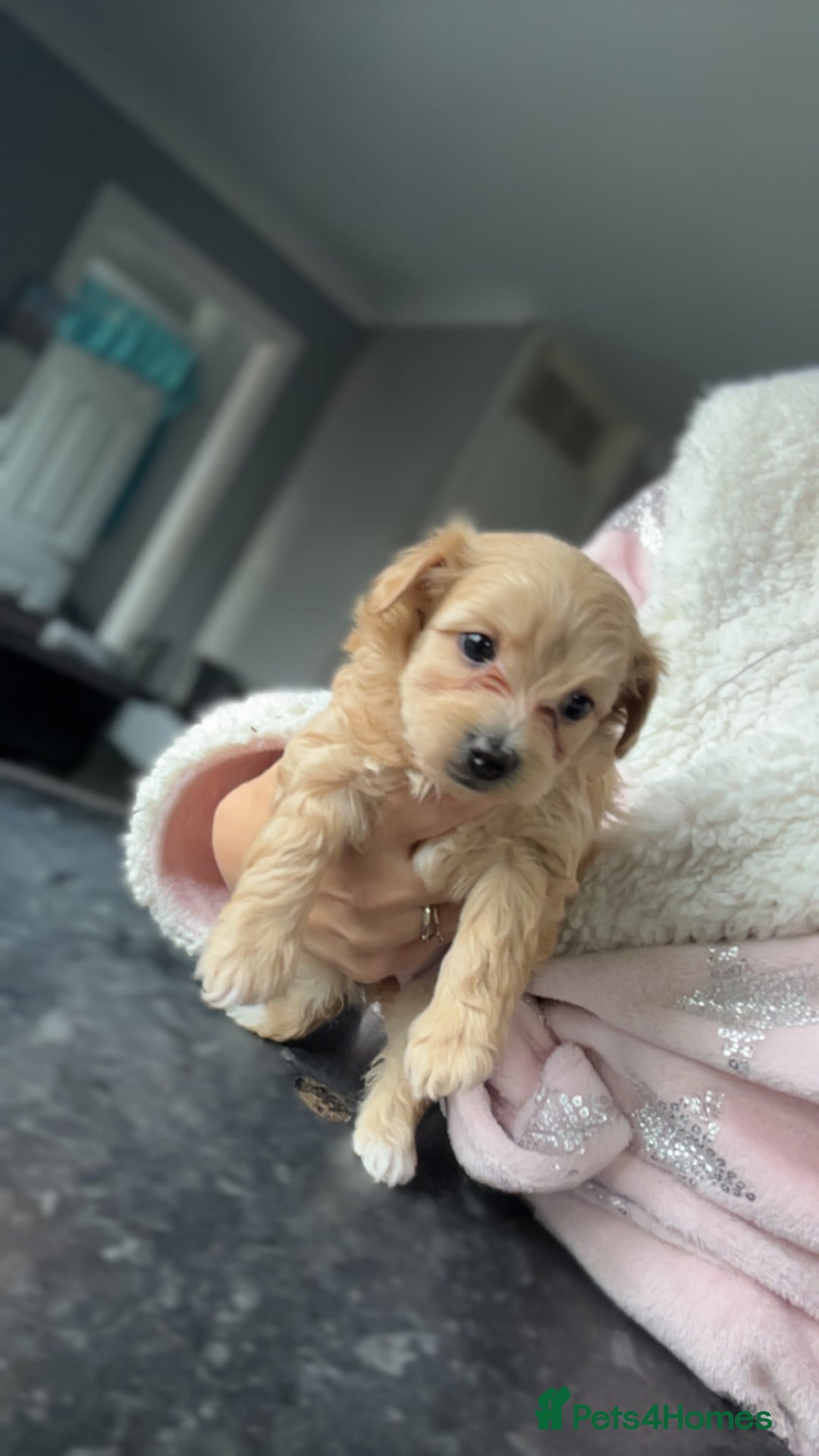 Maltipoo dogs for sale: F1 TINY TOY MALTIPOOS🩷health tested clear parents - Image 6