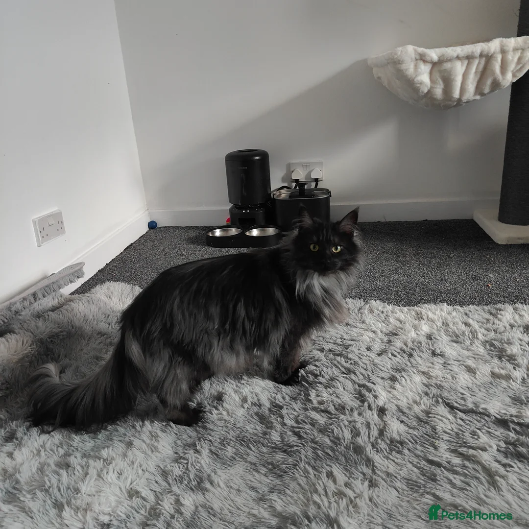 Maine Coon cats for sale: European Mainecoon Cat - Advert 2