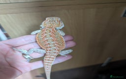 Bearded Dragon reptiles for sale: Last few female baby bearded dragons  - Image 3