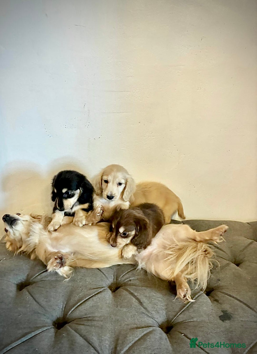 Miniature Dachshund dogs for sale: cream colour's KC miniture dachshund - Image 30