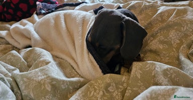 Dachshund dogs - Advert 4