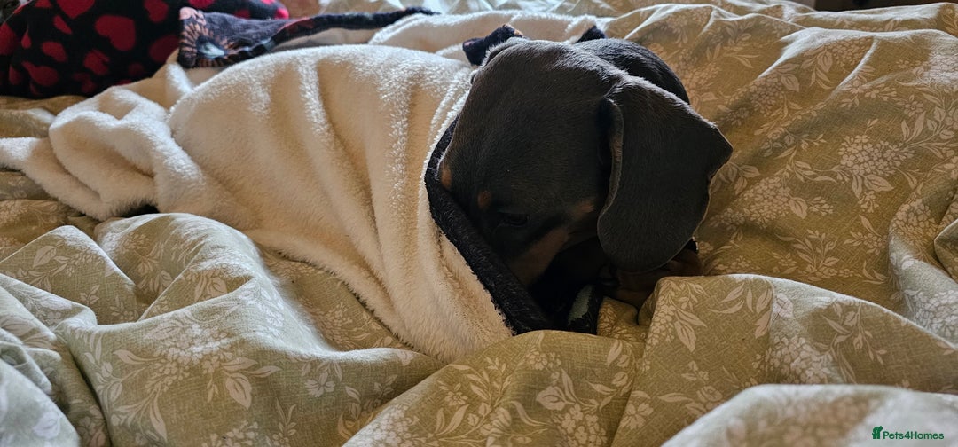 Dachshund dogs for sale: Beautiful blue and tan girl  - Image 3