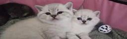 Scottish Fold cats for sale: 🐾 Scottish Straight Kittens for Sale – Premium  - Advert 6