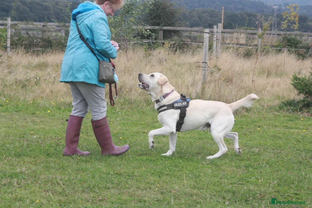 Labrador Retriever dogs for stud: Purple Genie (Duke)  Well proven stud in West Bromwich - Advert 13