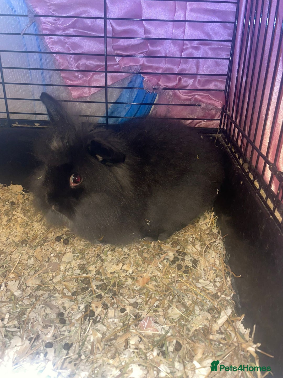 Lionhead rabbits for sale: Baby Lionhead rabbits - Advert 19