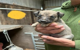 Lurcher dogs for sale: Rough coated lurcher puppies  - Image 13
