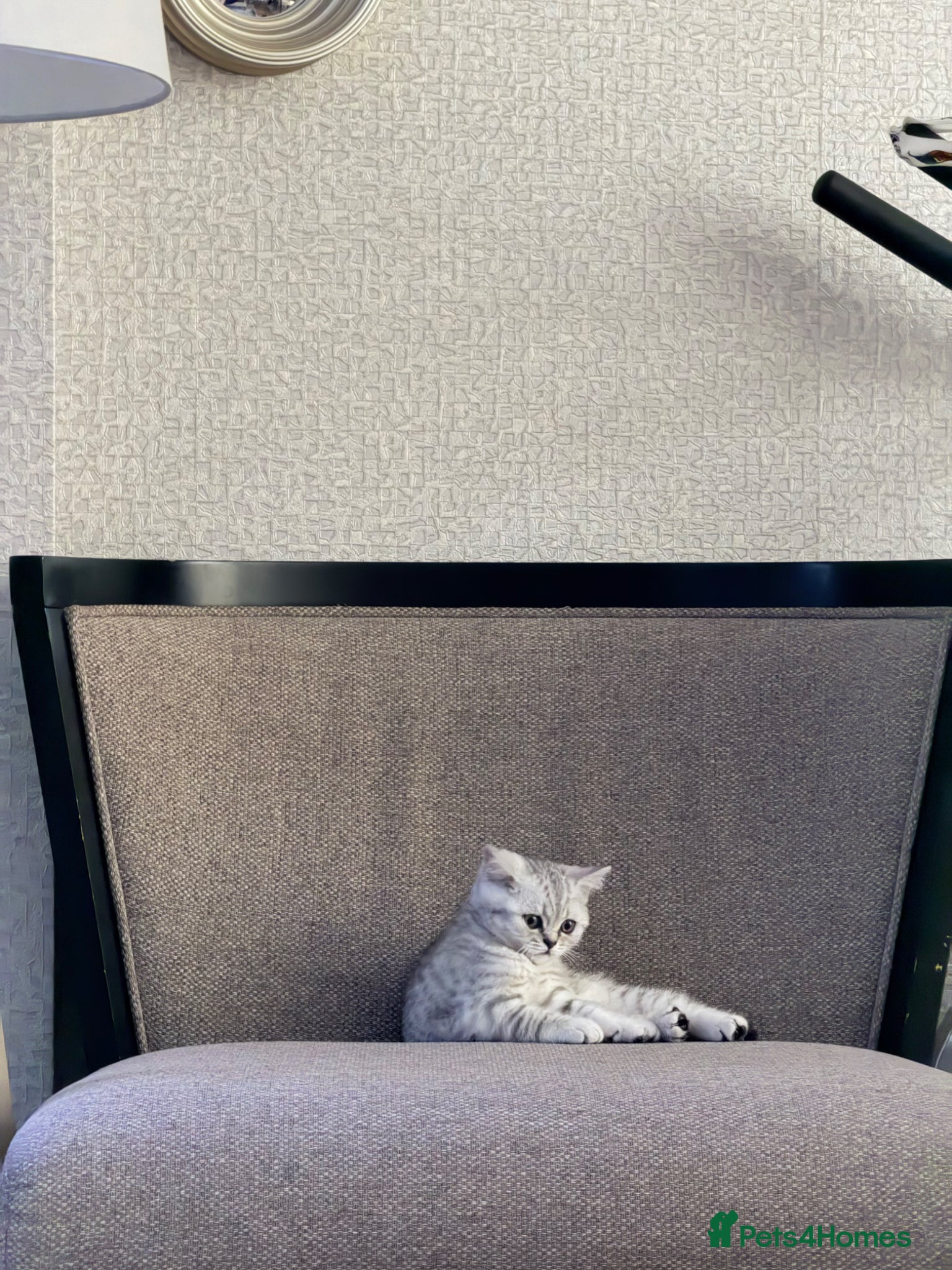 British Shorthair cats for sale: Stunning British Shorthair - Advert 5