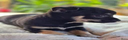 Chihuahua dogs for sale: Gorgeous Chiuahaha pups! - Advert 15