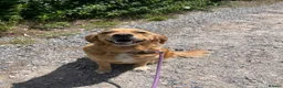 Goldador dogs for sale: Goldador puppies have arrived!  - Advert 9