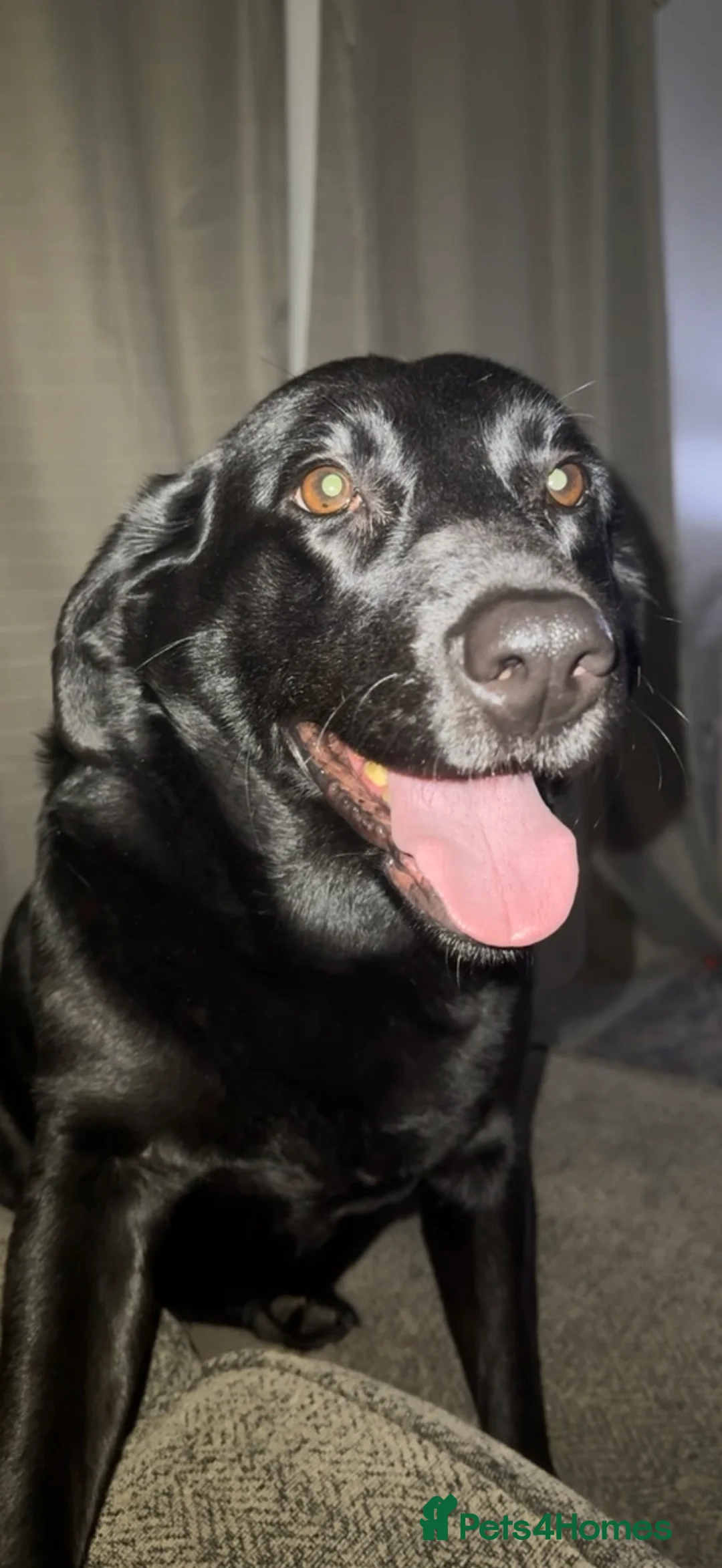 Labrador Retriever dogs for sale: Labrador retrevier - Advert 2