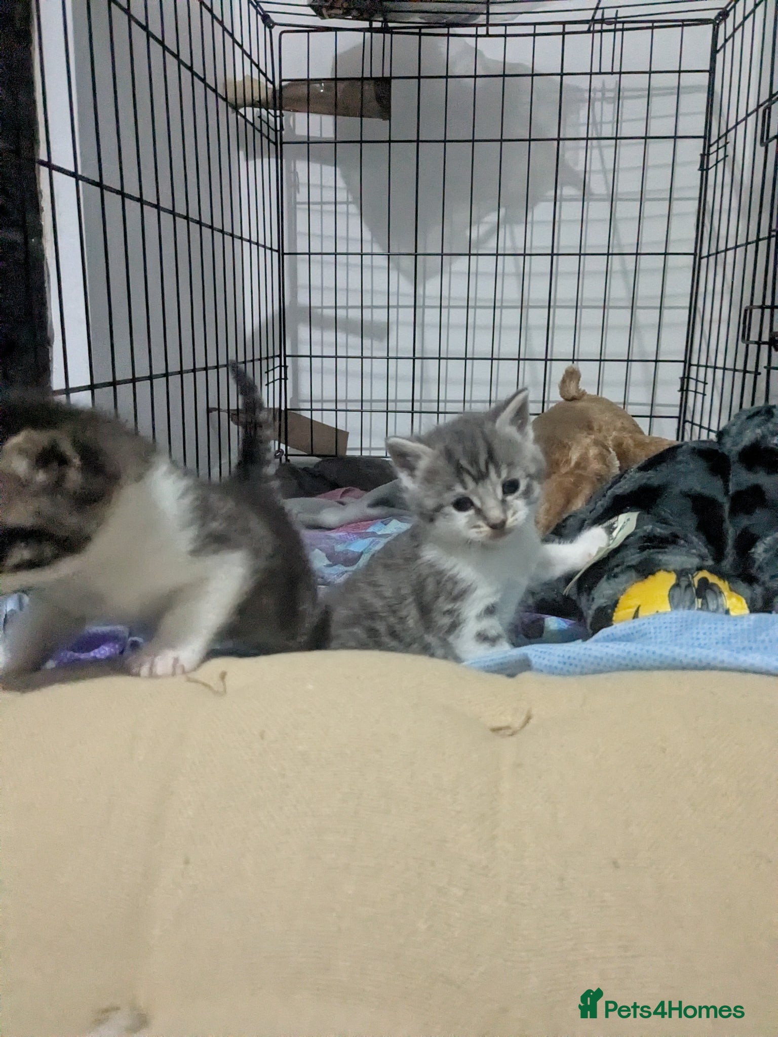 Mixed Breed cats Beautiful kittens looking for a loving home - Advert 1