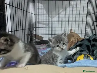 Mixed Breed cats Beautiful kittens looking for a loving home - Advert 1