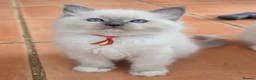 Ragdoll cats for sale: TICA/GCCF registered ragdoll kittens - Advert 7