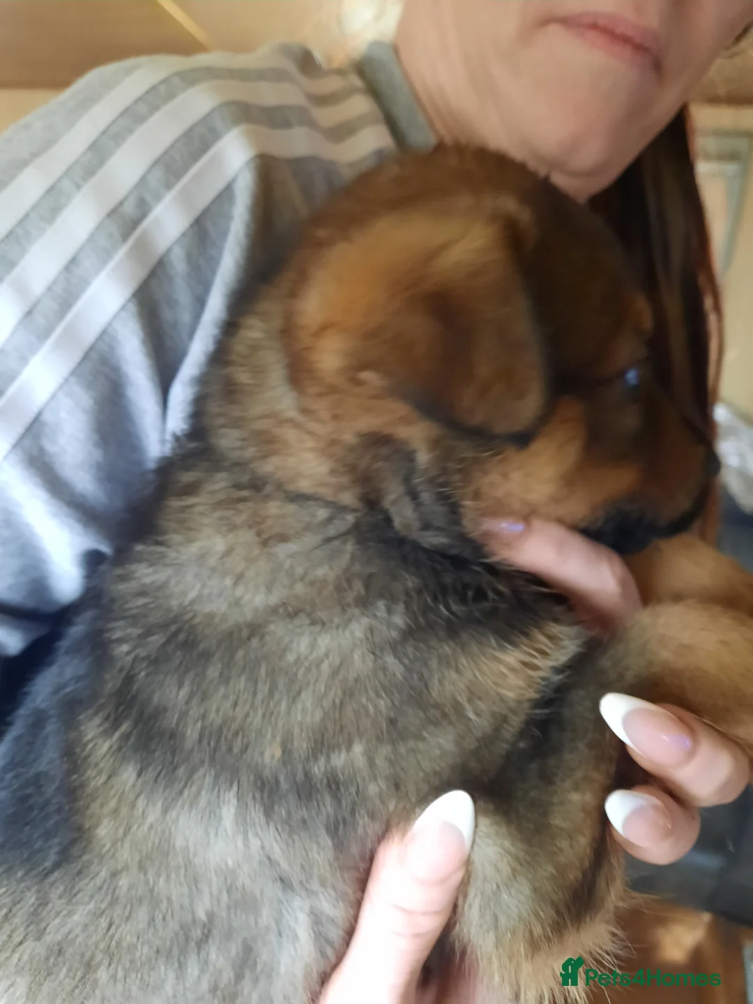 Mixed Breed dogs for sale: Rottweiler X German Shepherd Puppies  in Bristol - Advert 24