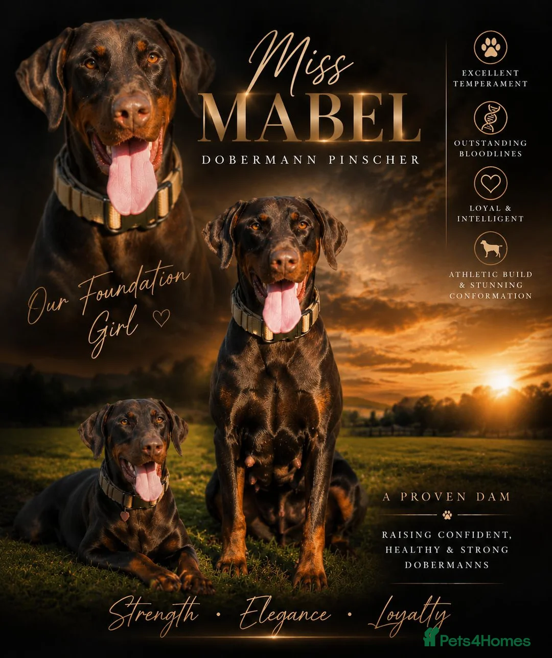 Dobermann dogs for sale: European Doberman Puppies  - Advert 1