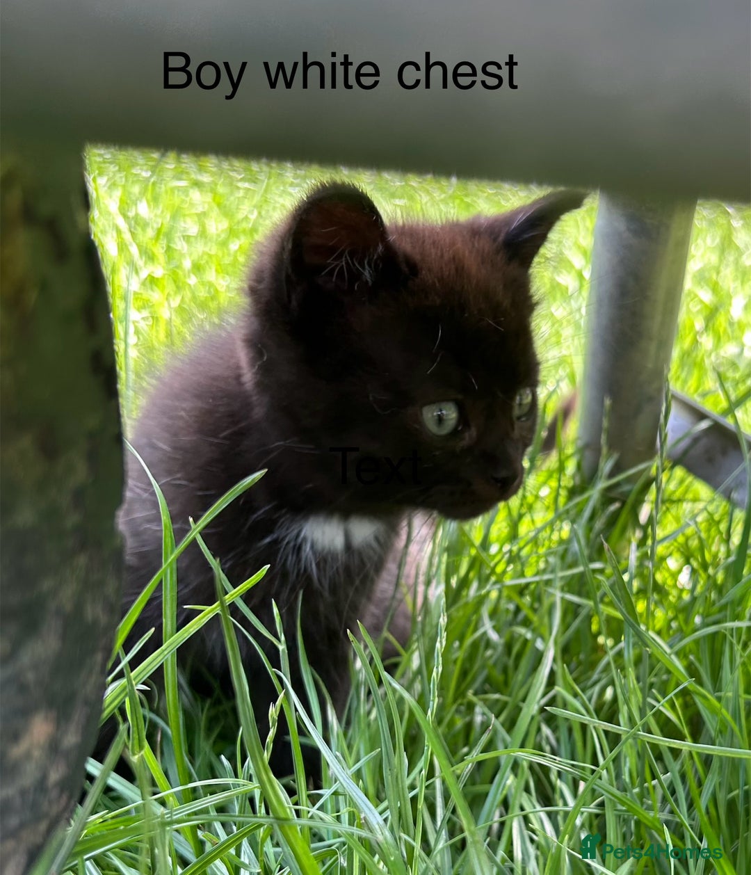 Ragdoll cats for sale: BEAUTIFUL RAGDOLL X PERSIAN BOYS - Image 3