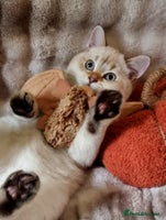 British Shorthair cats - Advert 16