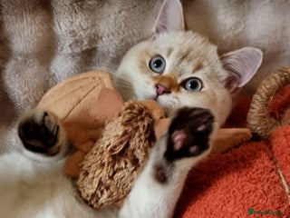 British Shorthair cats - Advert 11