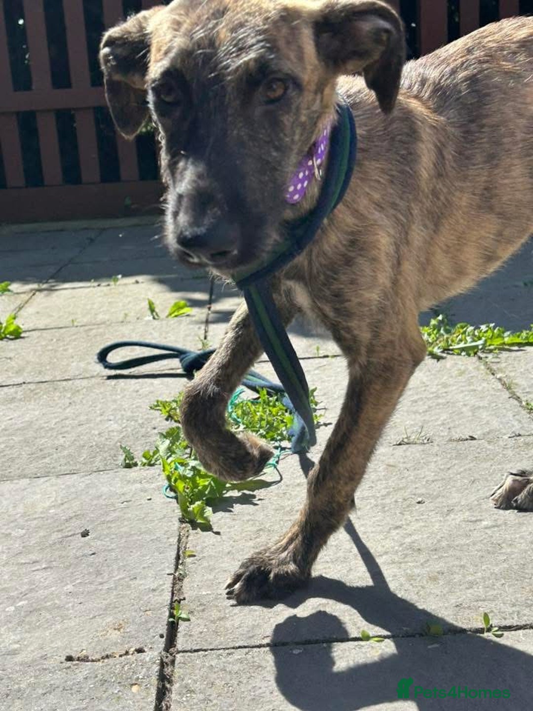 Mixed Breed dogs for adoption: Dawn - Norwich Norfolk  - Image 9