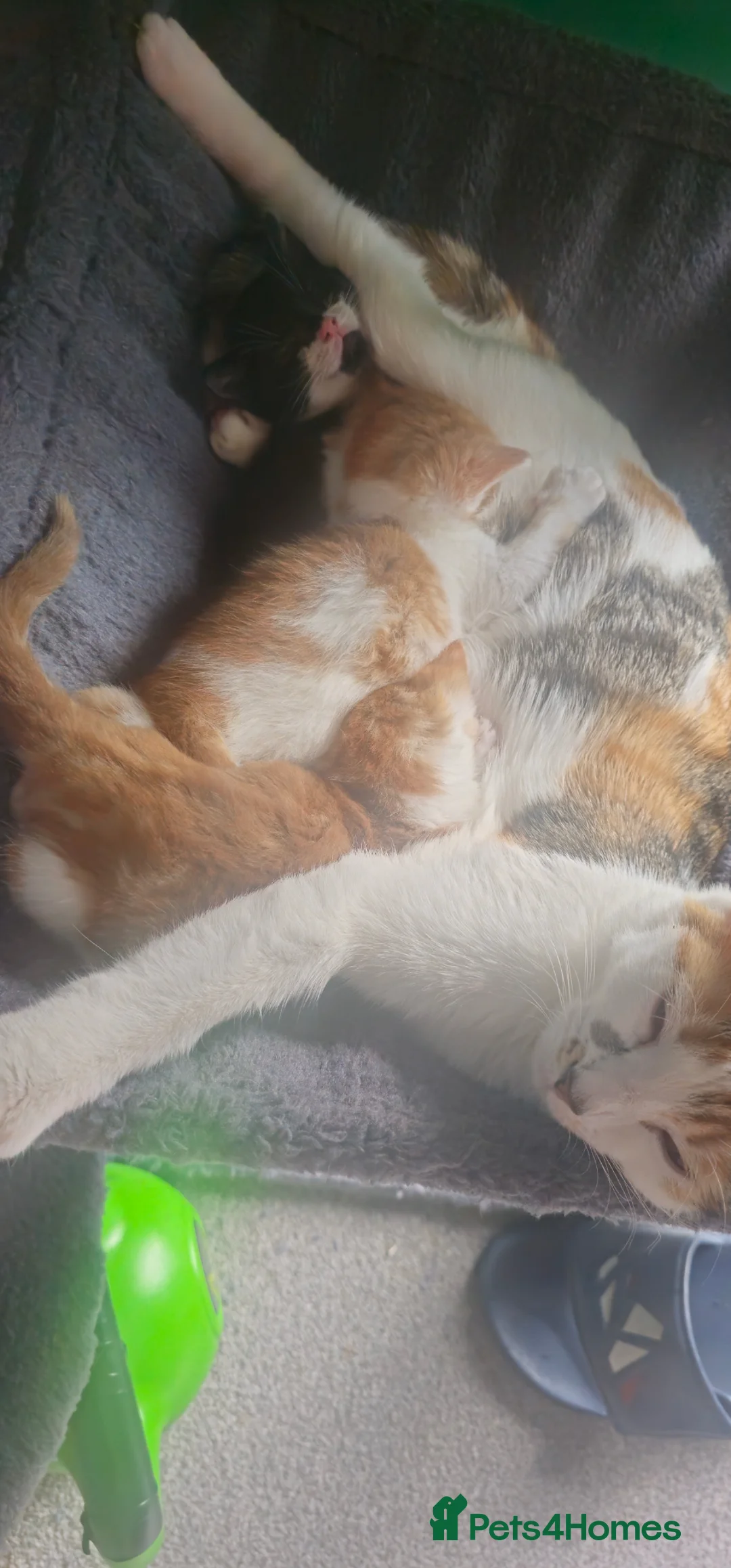 Domestic Shorthair cats for sale: Ginger females & tuxedo male - Advert 12
