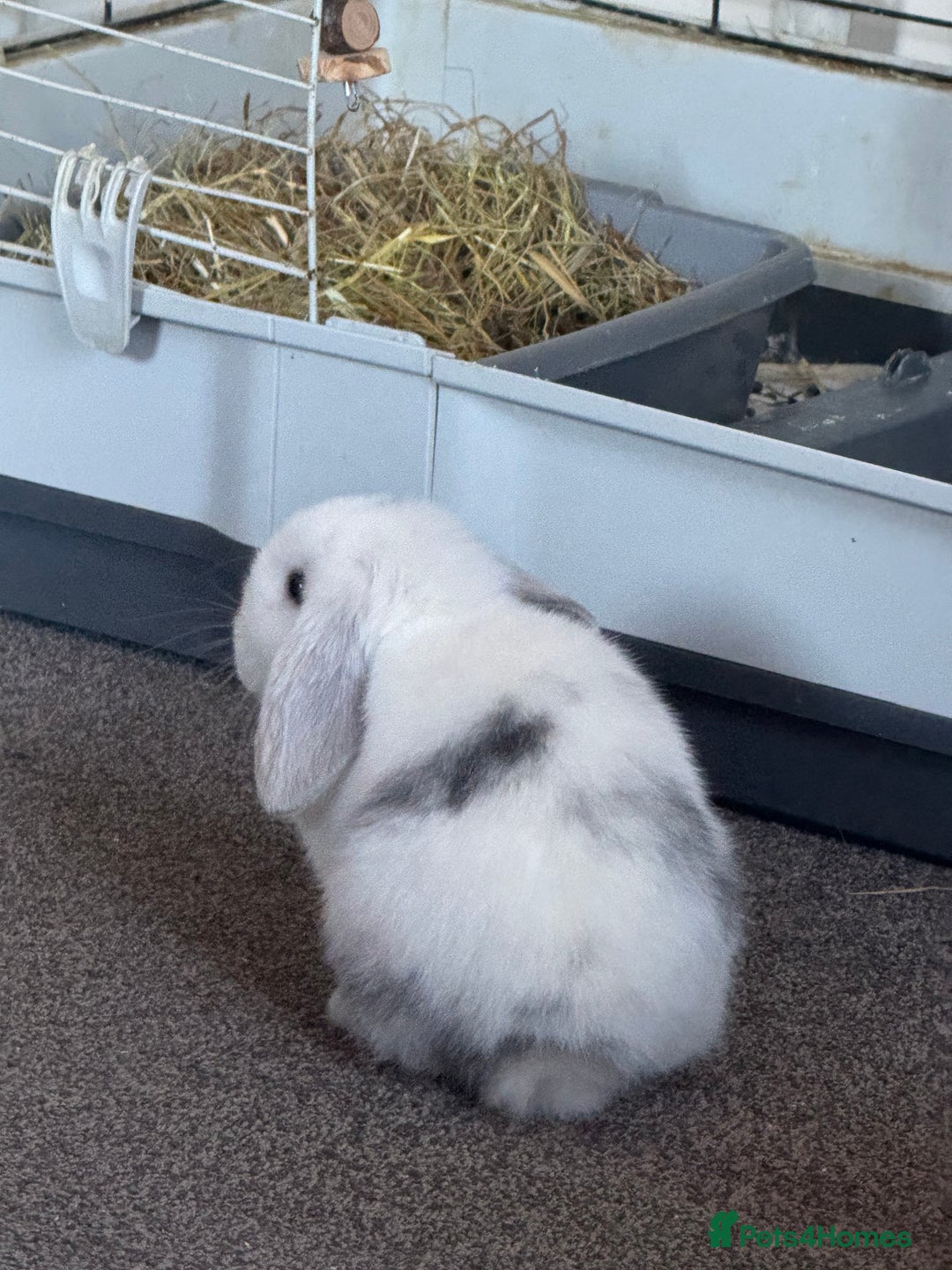 Mini Lop rabbits for sale: Mini lop  - Advert 4